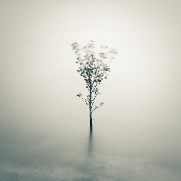 "Petit arbre sur l'eau"