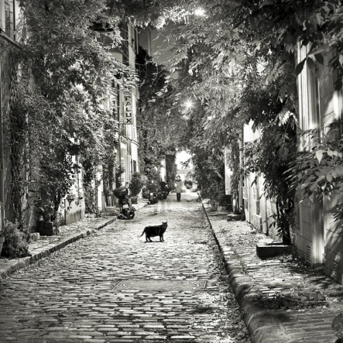 "Le chat de la rue des Glycines"