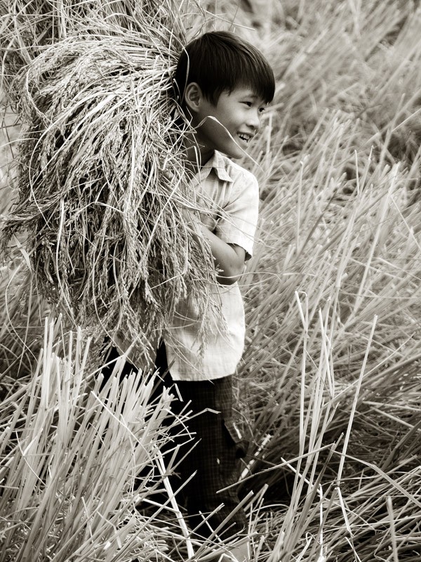 "Récolte du riz"