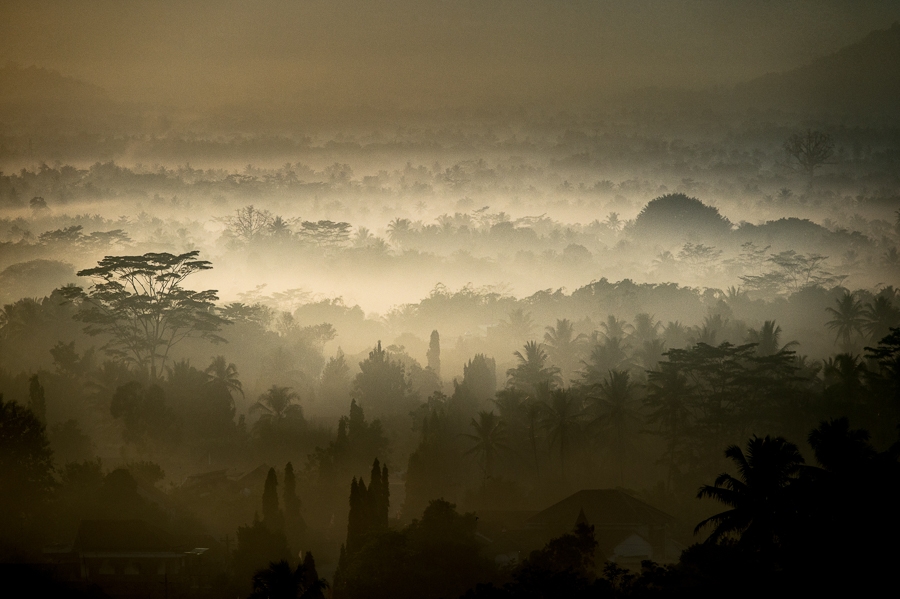 "Borobudur jungle 1"