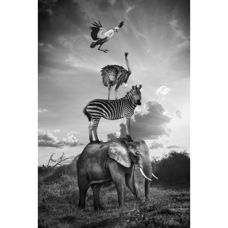 "Hakuna Matata 06 "