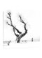 "Tree view"